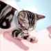 Нашийник проти Блох для Кота Clefers Collar39см - Флісовий нашийник від Блох, Вошей, Кліщів, Гіпоалергенний (5010922)